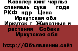 Кавалер кинг чарльз спаниель, сука 1.5 года, РКФ, ндр › Цена ­ 5 000 - Иркутская обл., Иркутск г. Животные и растения » Собаки   . Иркутская обл.